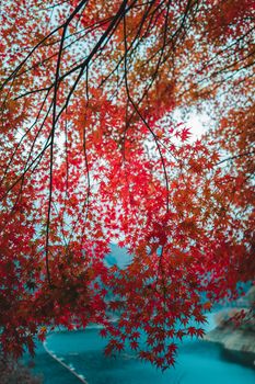 Red maple leaves frame a scenic view over a blue lake in Okutama, Tokyo during fall.