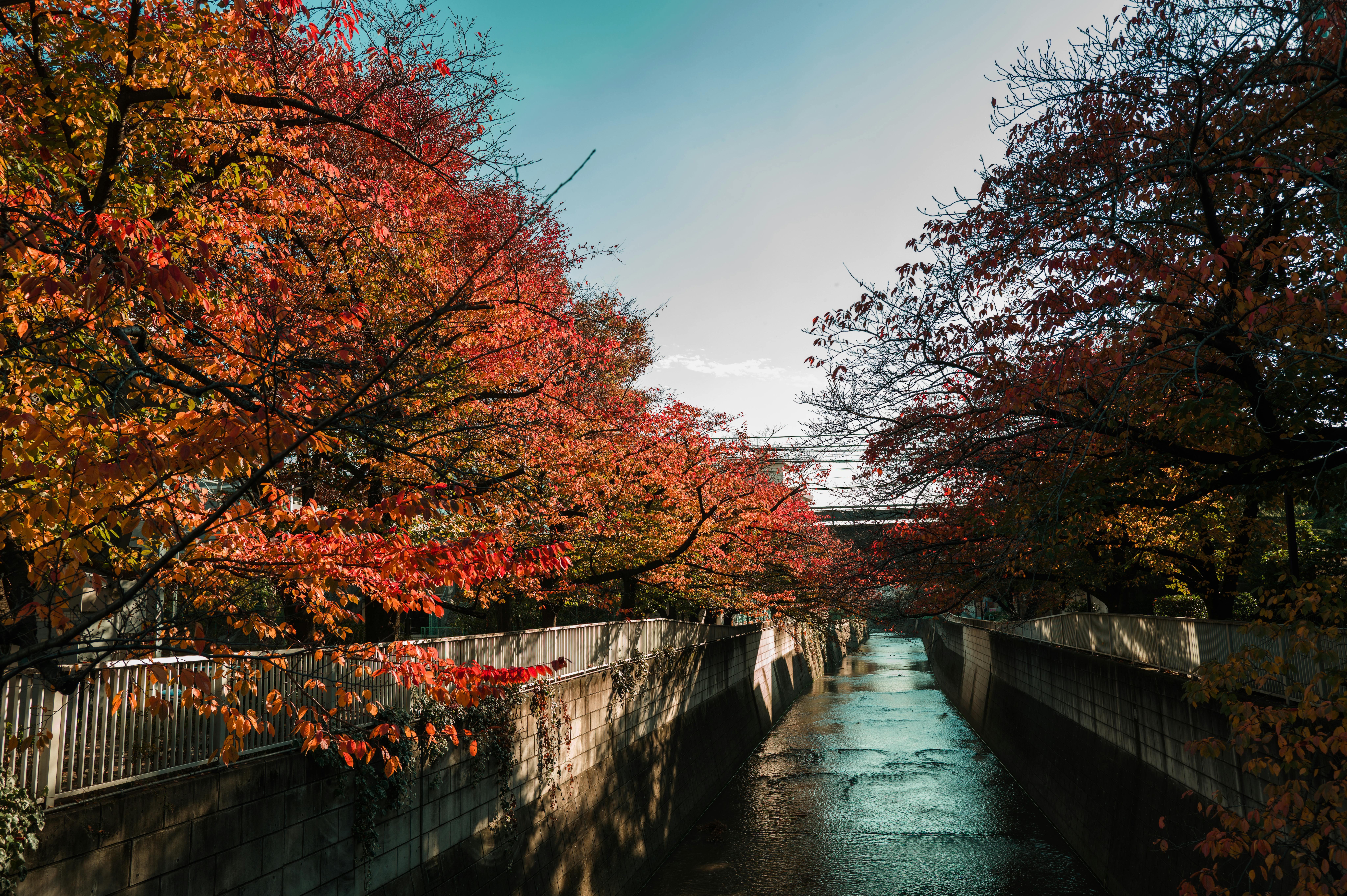 Automne Japon