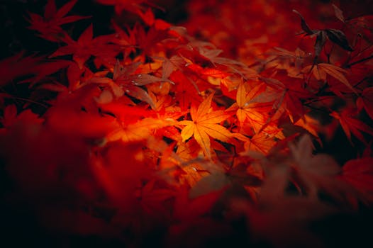 Captivating red and orange Japanese maple leaves in autumn, Itō, Shizuoka, Japan.