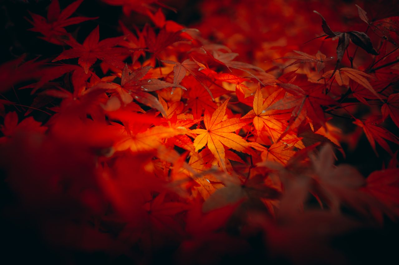 captivating red and orange japanese maple leaves in autumn it shizuoka