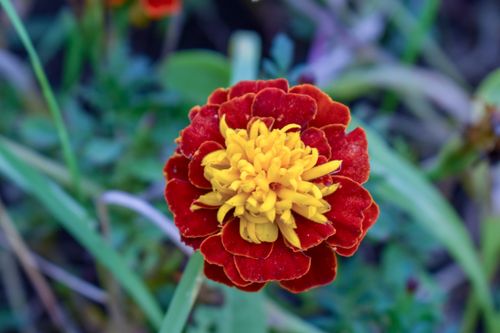 Free stock photo of backyard, close-up photography, closeup photography Stock Photo