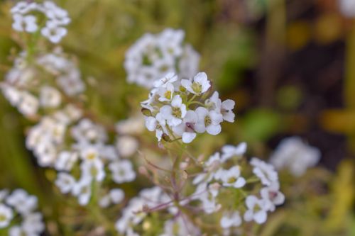Free stock photo of beautiful flowers, biodiversity, close-up photography Stock Photo