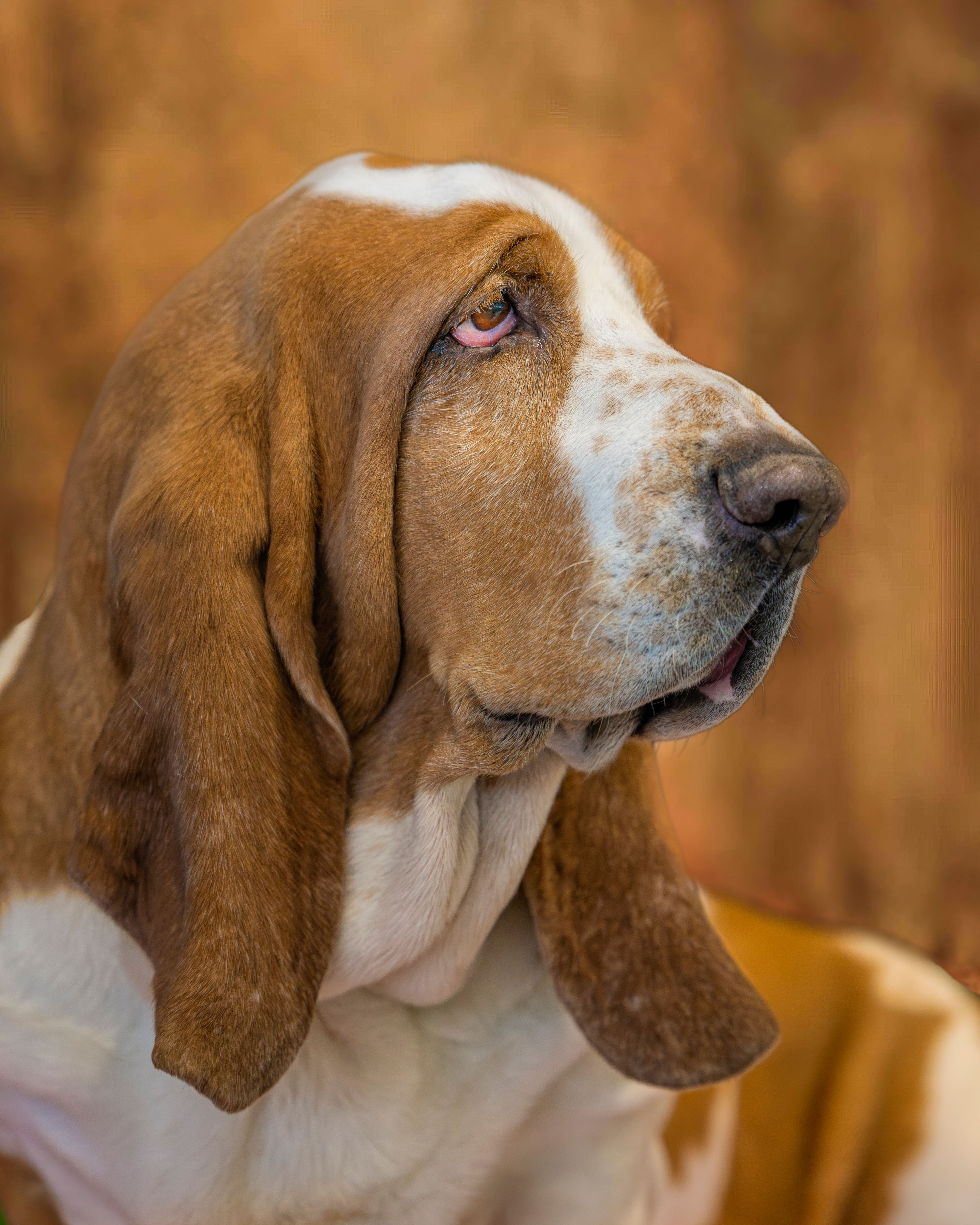 Gratis Et nærbillede af en Basset Hound med tankefuldt udtryk i et studie. Lagerfoto