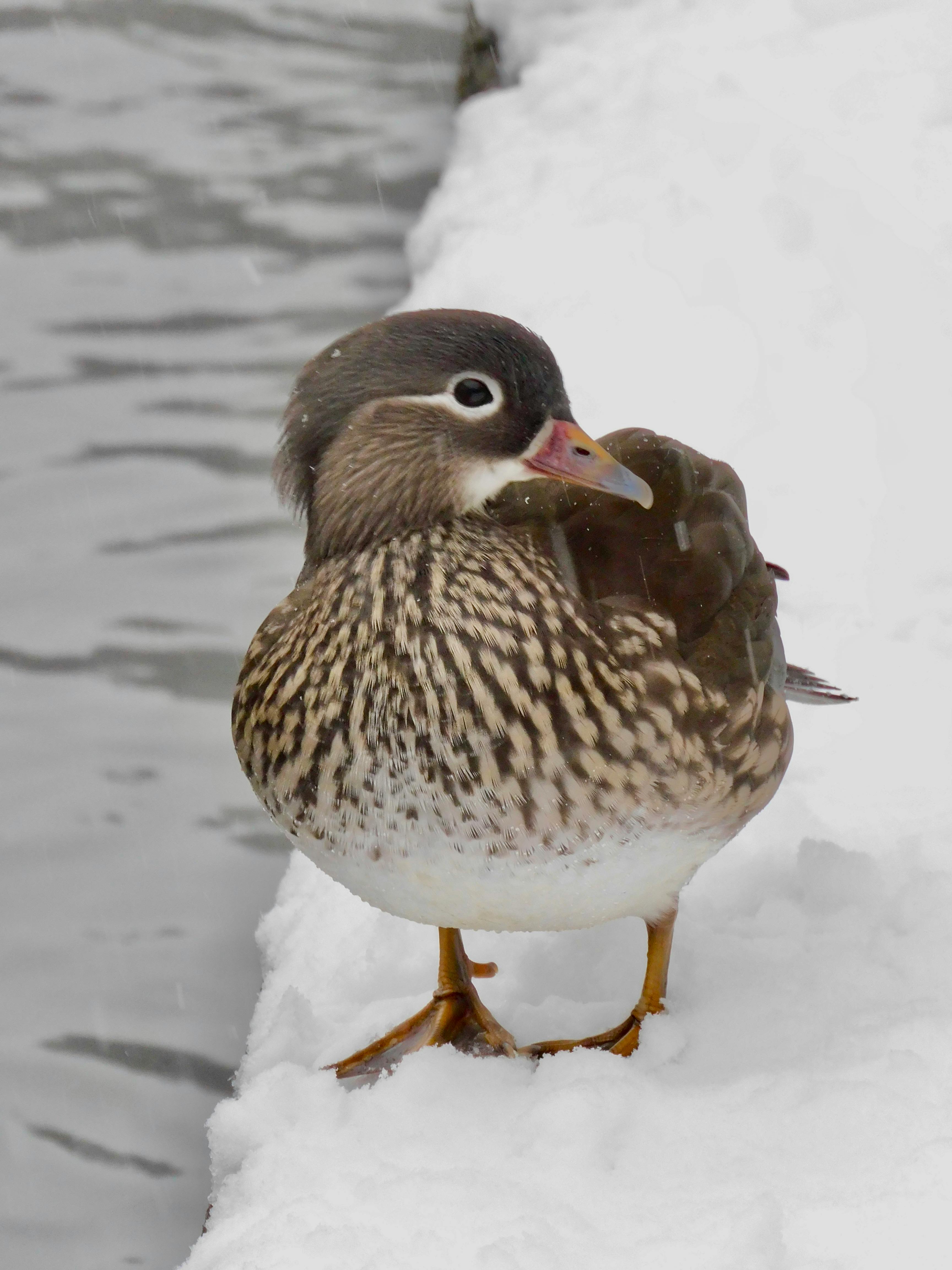 Pam+Bondi+Bikini+Pictures+ Photos, Download The BEST Free Pam+Bondi ...