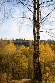 Autumn view of birch tree amidst colorful foliage in Rhenen, Netherlands.