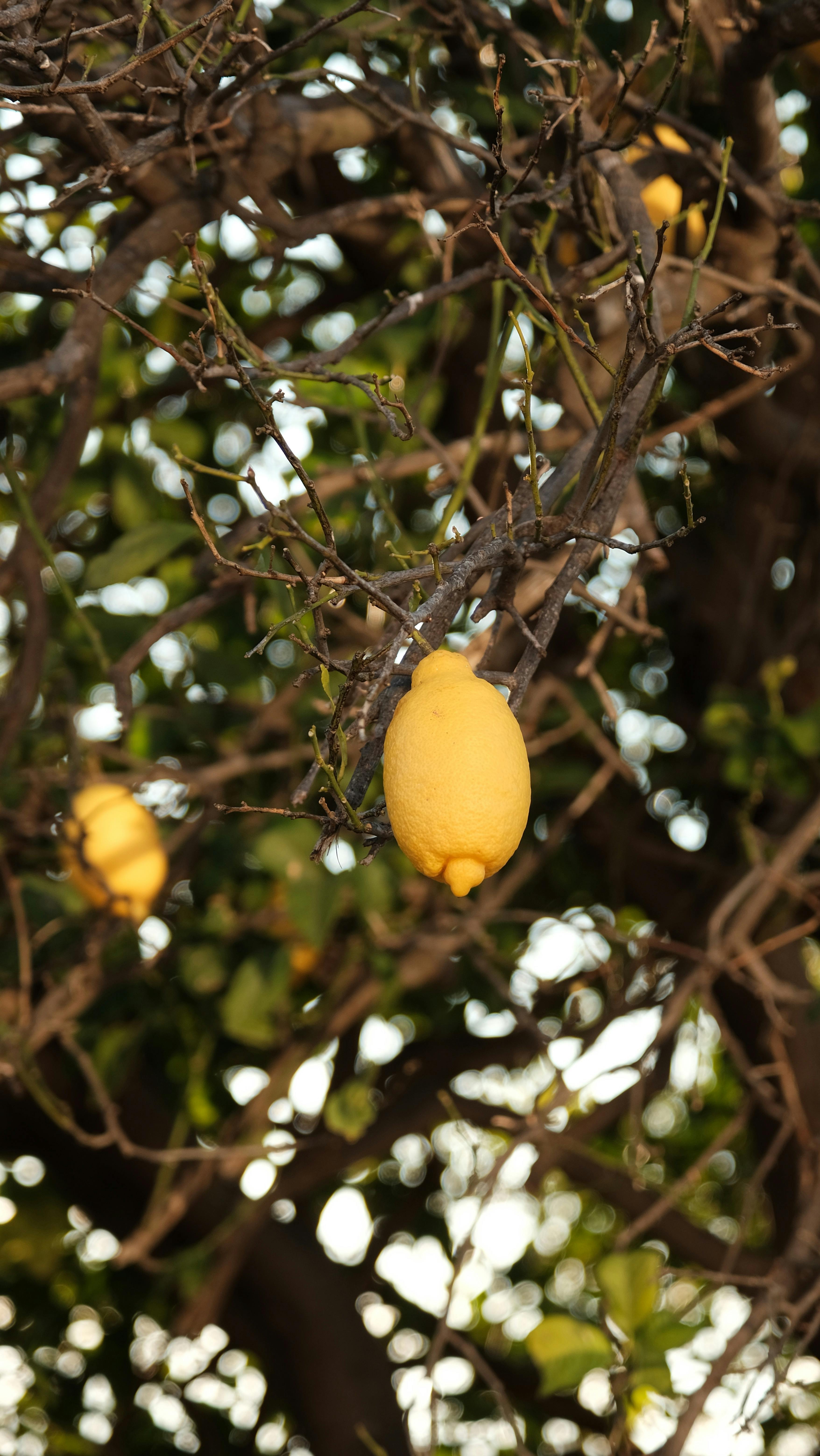 Close-up of yellow lemons on a tree branch with lush foliage.