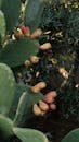 Close-up of Prickly Pear Cactus with Fruit