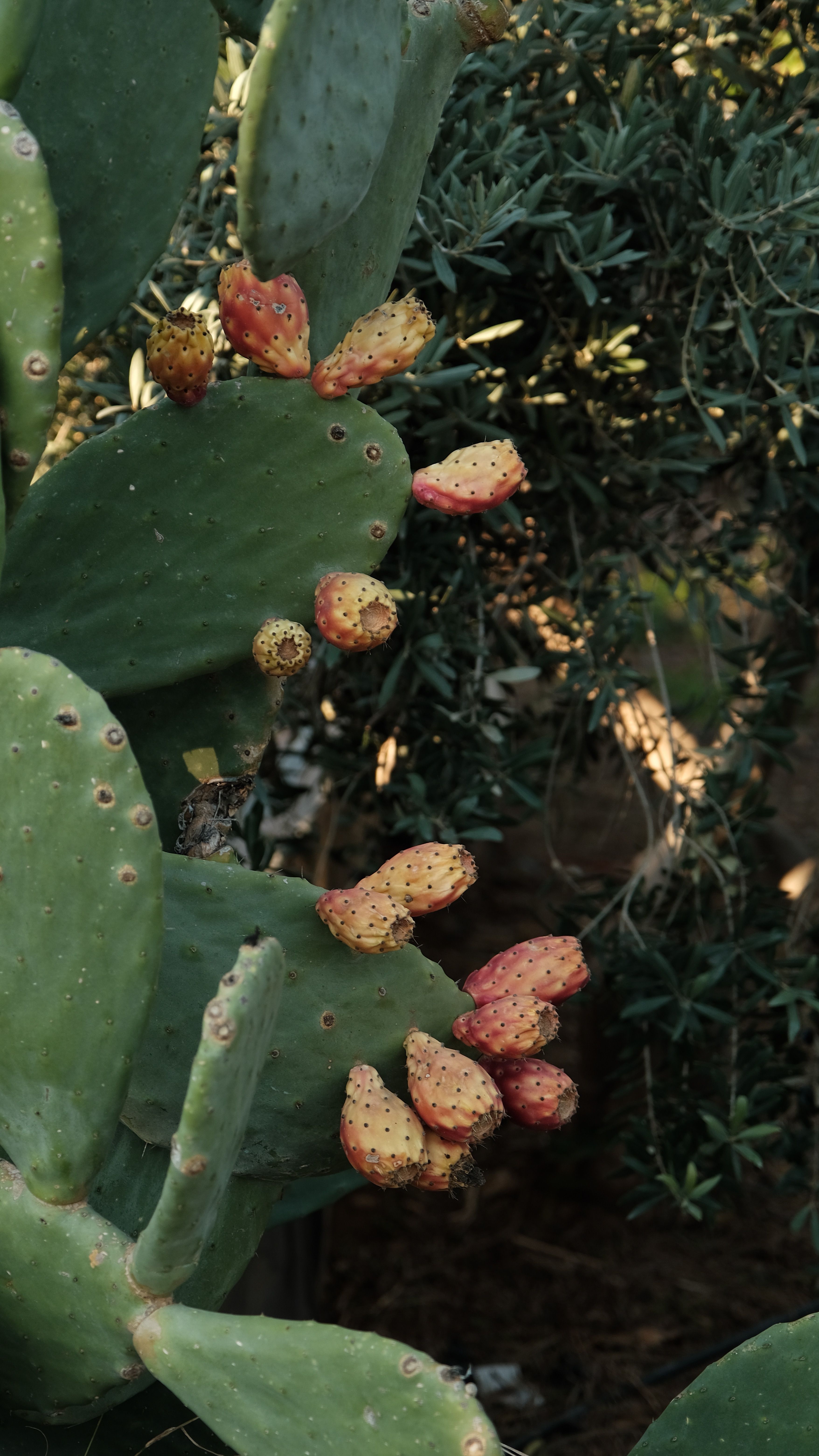 palme kentia Kentiapalme – Elegante Zimmerpflanze für drinnen und draußen – XXLplant main image 0