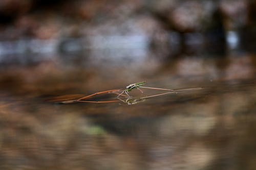 Бесплатное стоковое фото с strider, waterbug, вода