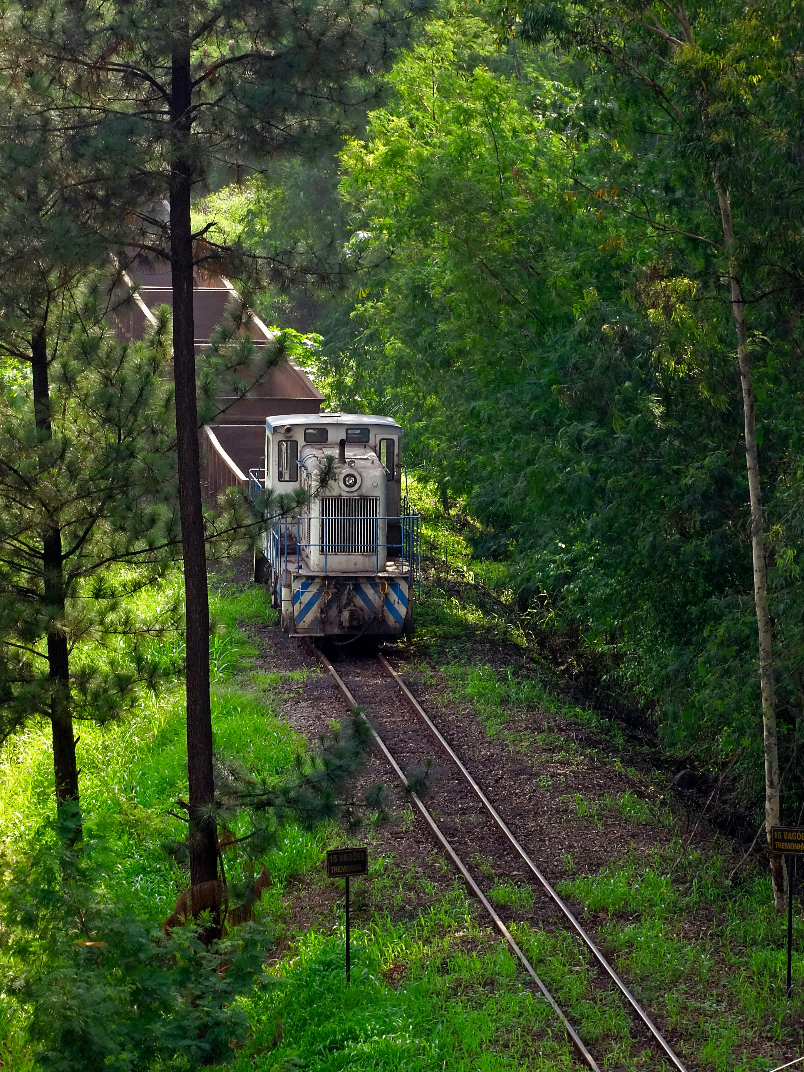 Free stock photo of carriage, forest, green
