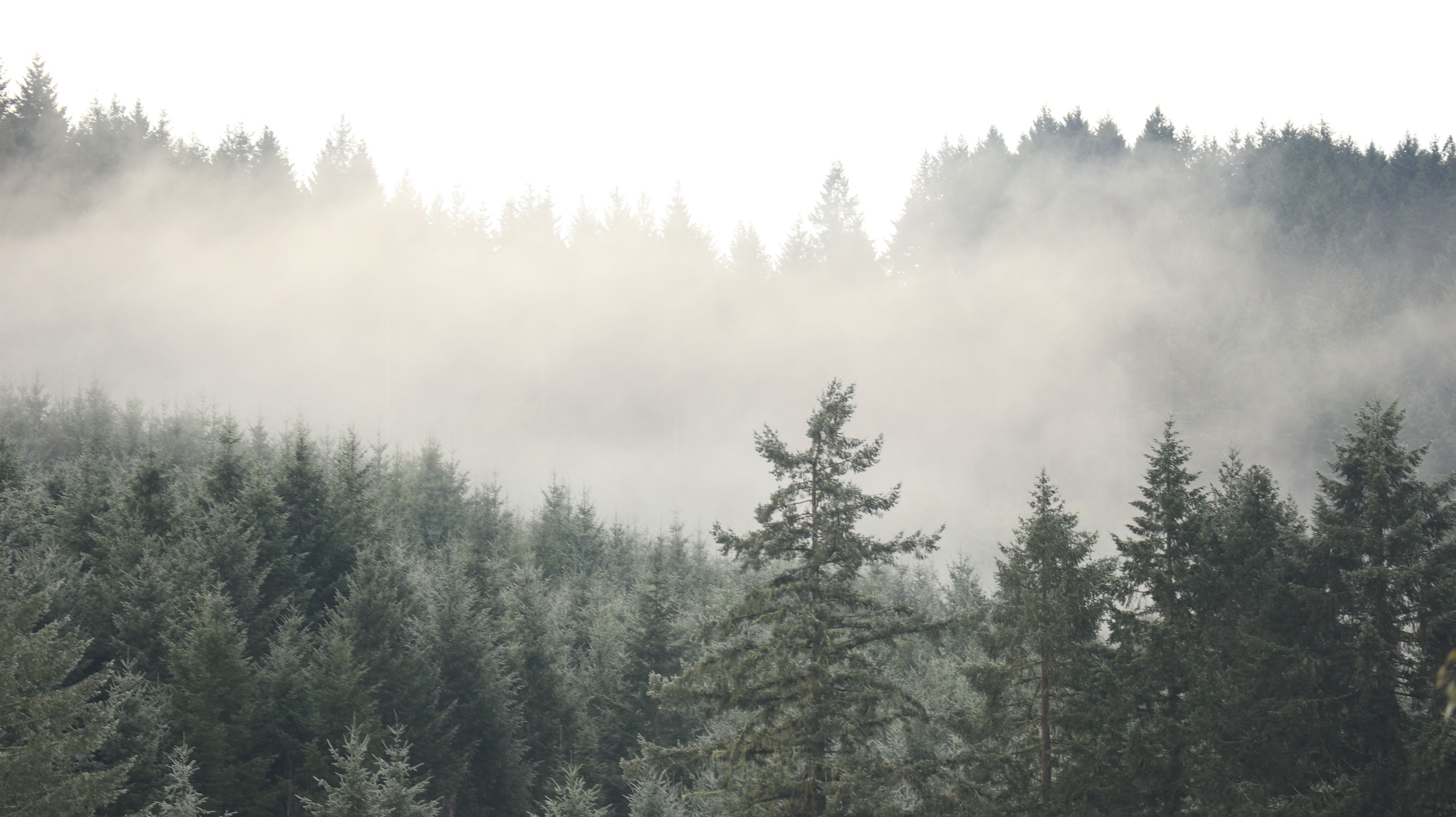 Misty Forest Landscape with Dense Pine Trees · Free Stock Photo