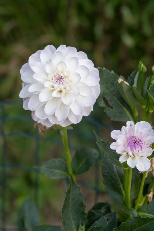 Free Detailed macro of white dahlias with green foliage highlighting natural beauty and botanical elegance. Stock Photo