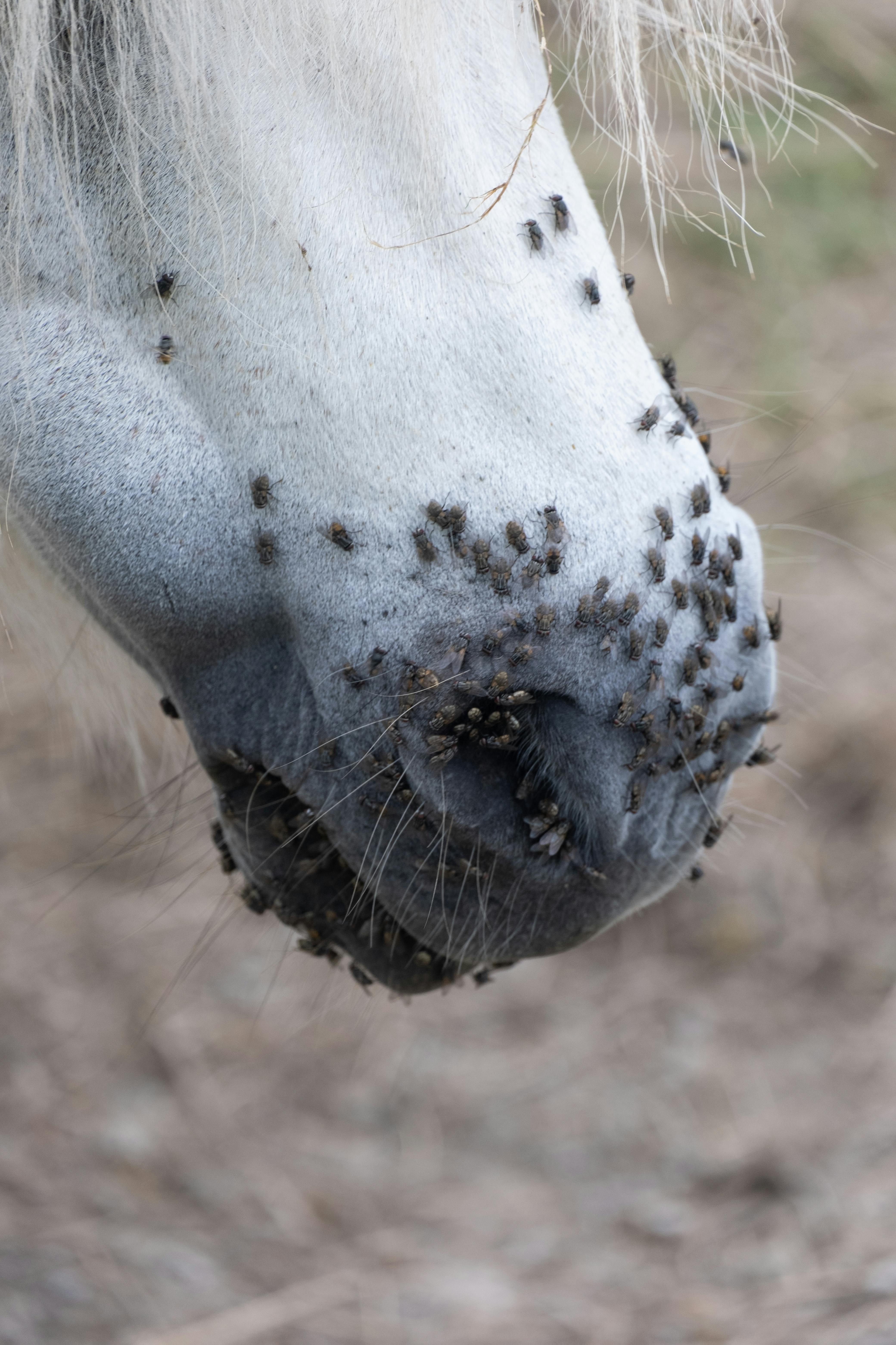 Free stock photo of animal care, animal close up, animal photography
