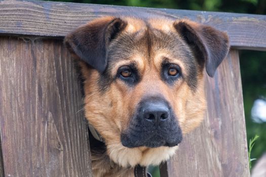 dog photo