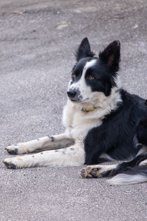 Free Charming black and white Border Collie dog lounging on pavement, exuding a friendly and loyal demeanor. Stock Photo