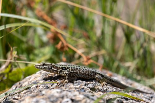 Free Close-up of a lizard basking on a rock surrounded by grass. Stock Photo