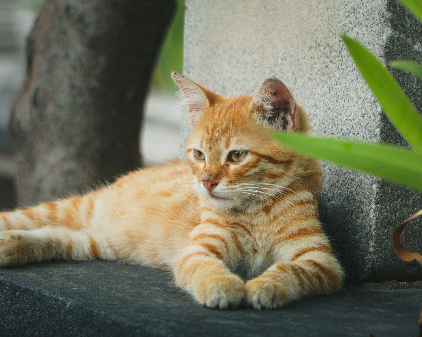 Veterinarian examining a cat during a checkup