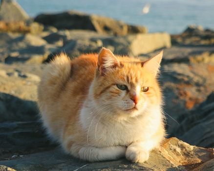 An orange tabby cat rests peacefully on rocky coast in Istanbul, Türkiye, during the day.