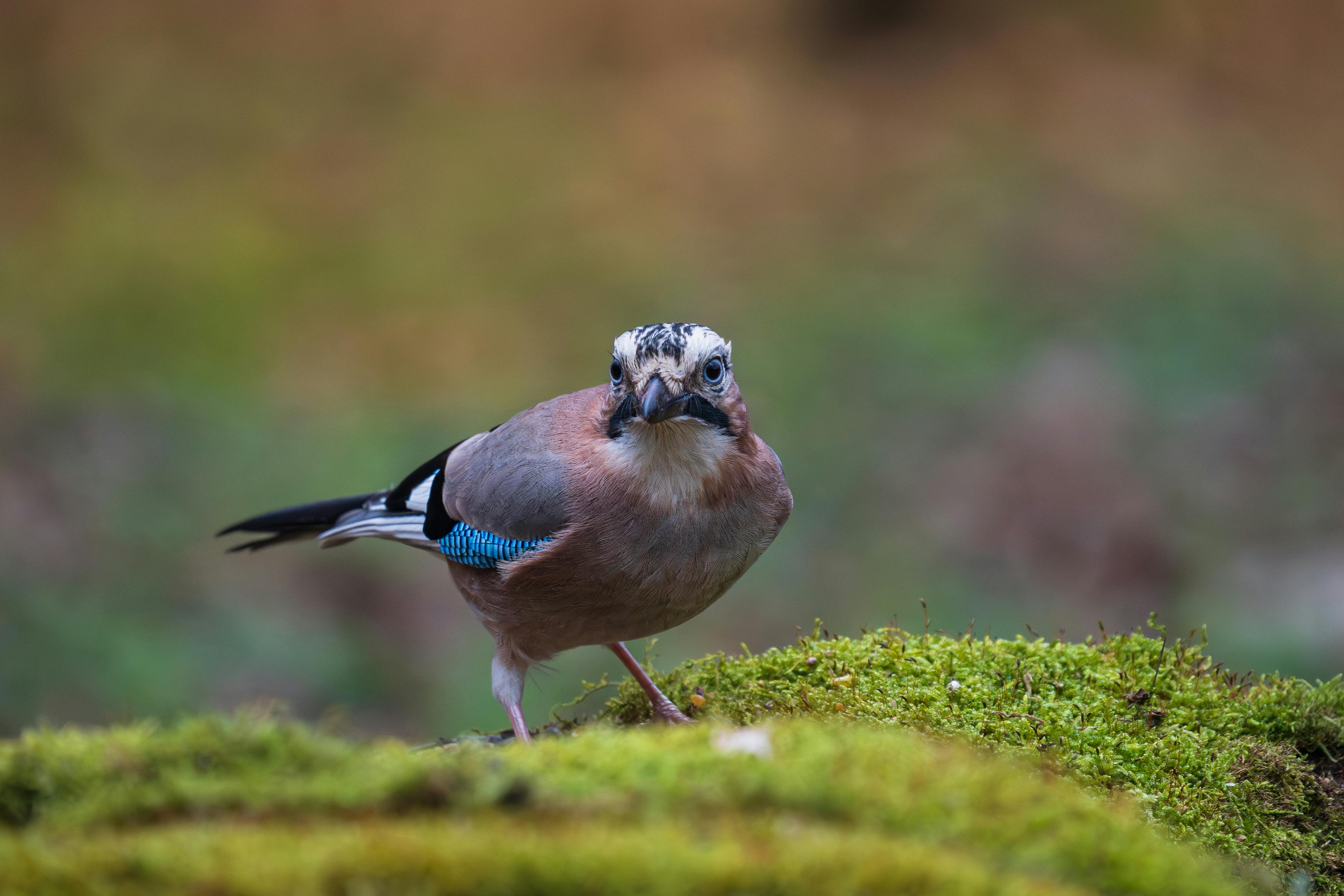 Close-up of an Eurasian Jay bird on a mossy surface in the forest.