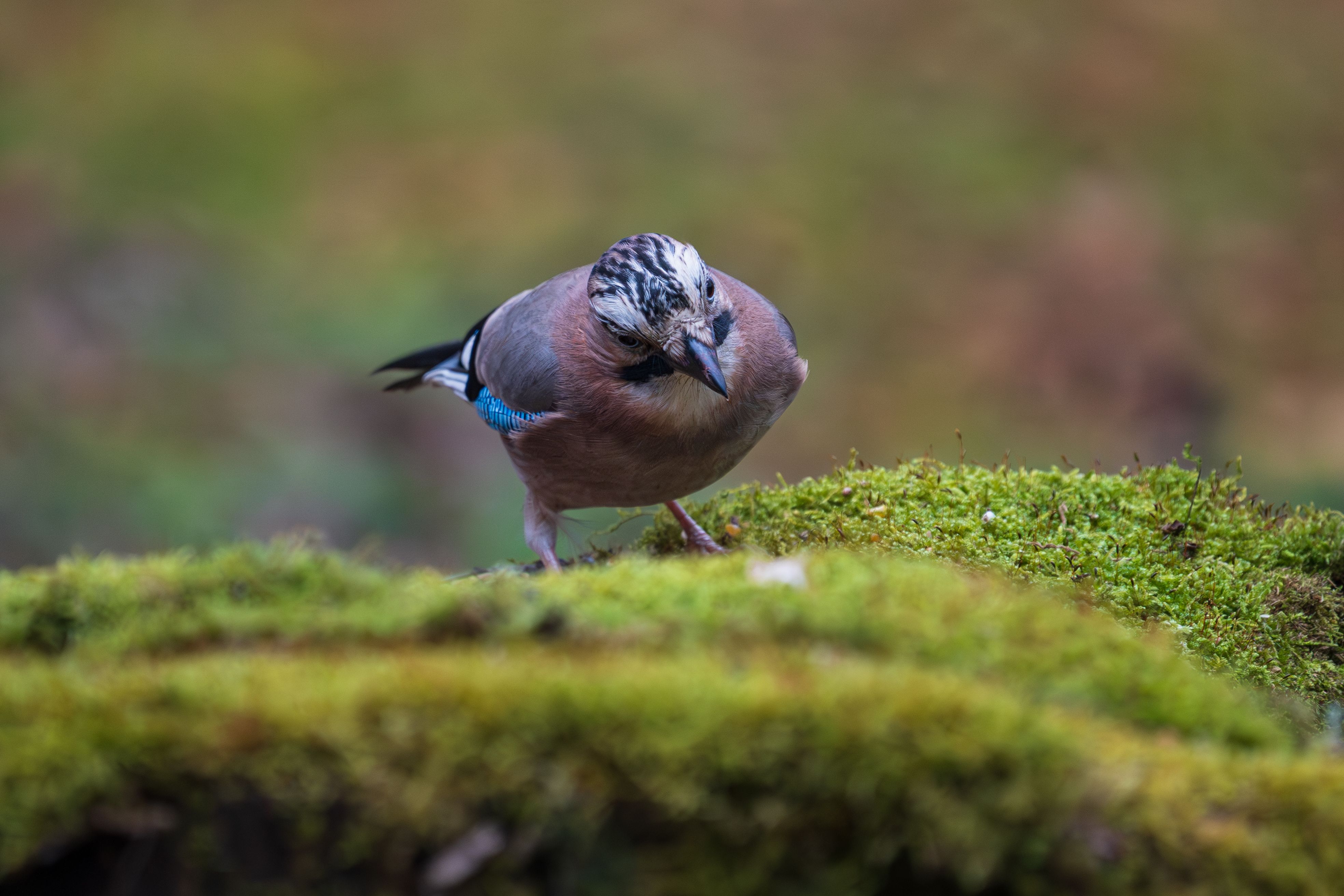 Close-up of an Eurasian Jay perched on vibrant moss in a natural forest setting.
