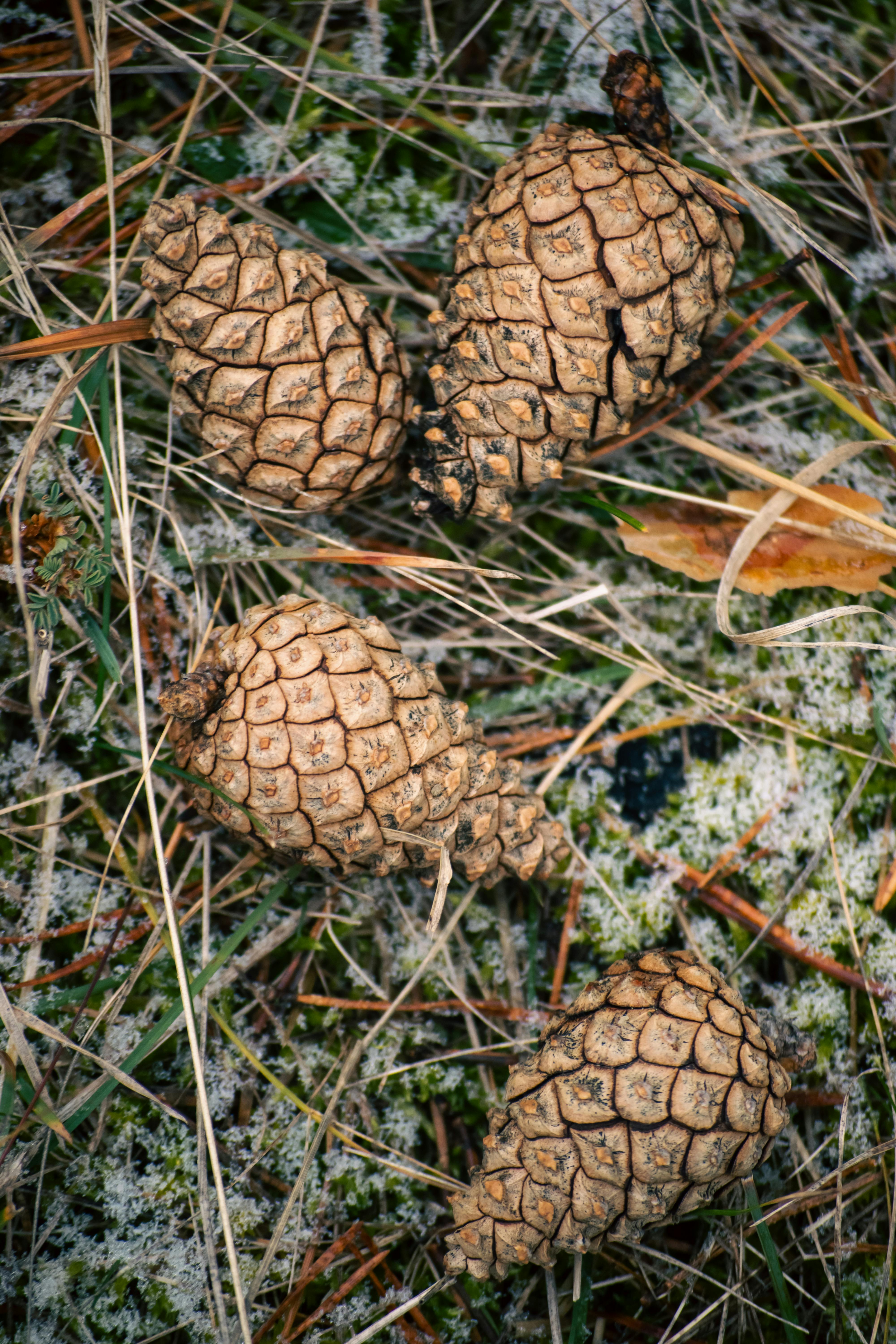 Dean Koontz - Demon Seed (V2.0)