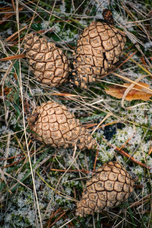 Free Detailed view of four pine cones on a natural forest floor with grass. Stock Photo