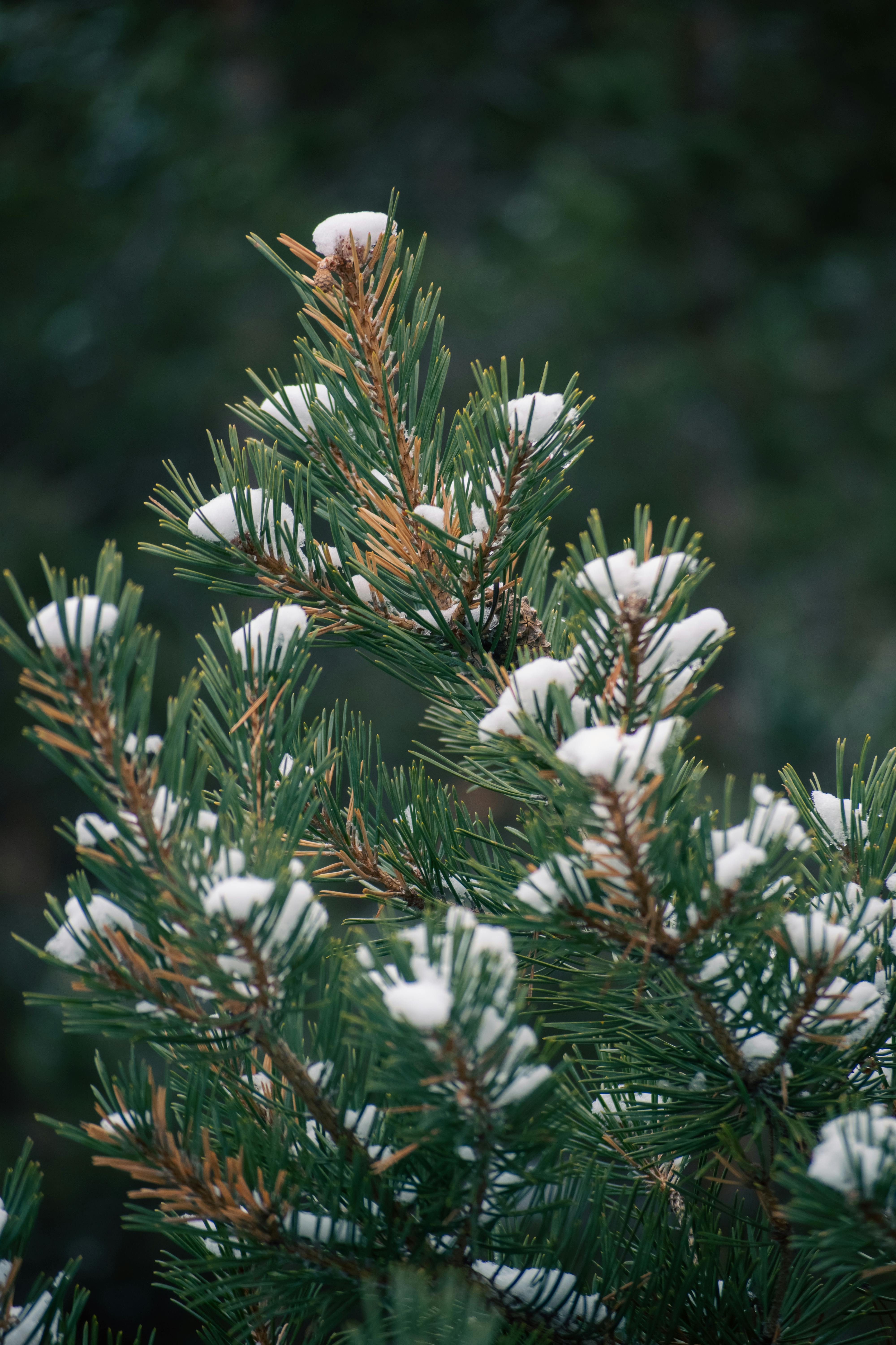 Close-up of a pine tree with snow-covered needles in a serene winter forest setting.