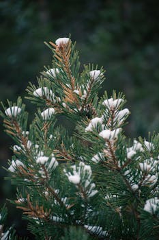 Close-up of a pine tree with snow-covered needles in a serene winter forest setting.