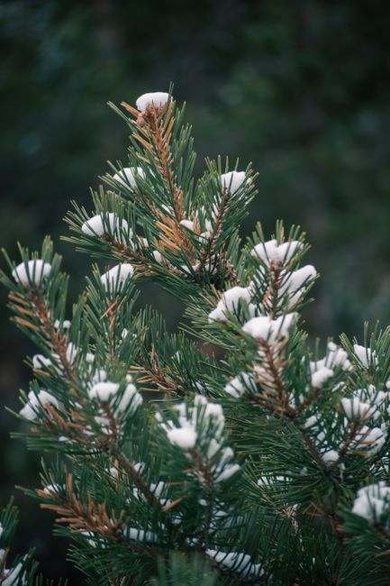 Close-up of a pine tree with snow-covered needles in a serene winter forest setting.
