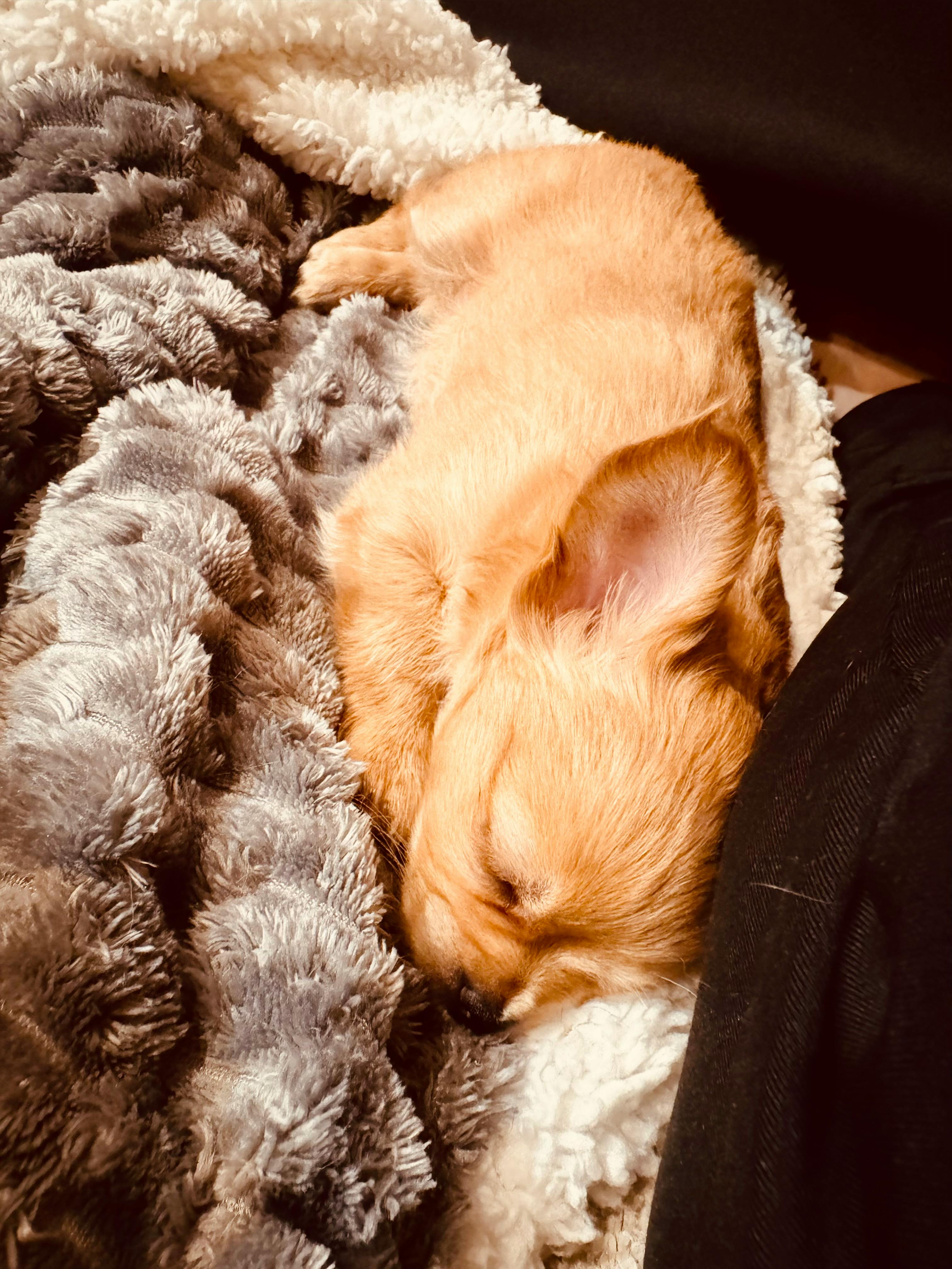 Adorable puppy sleeping peacefully on a soft furry blanket.