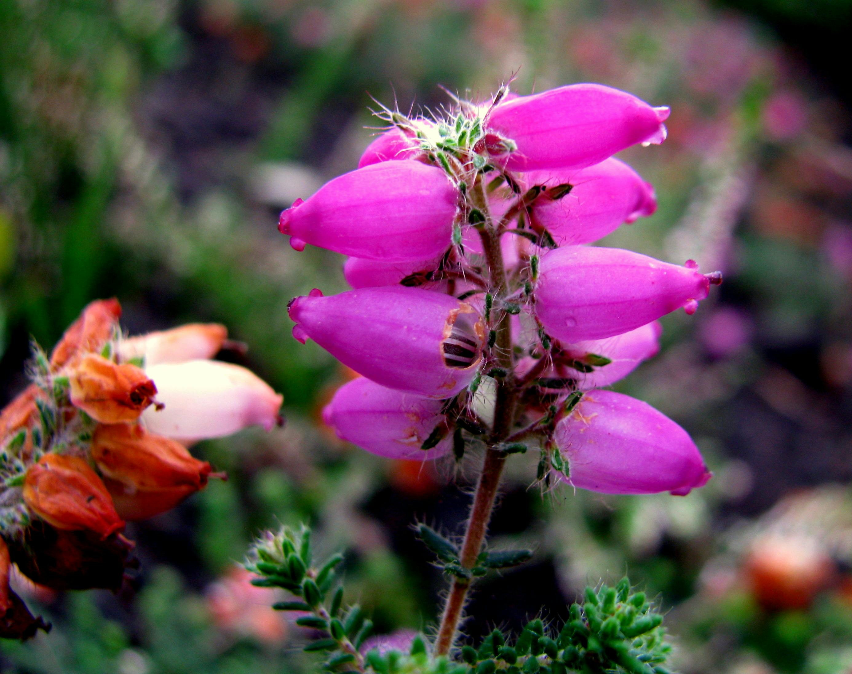 Close-up of vivid purple heather flowers flowering outdoors in the wild.