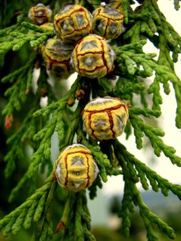 hinoki cypress bark texture