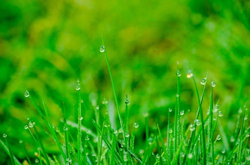 Macro Photography of Green Grass Field