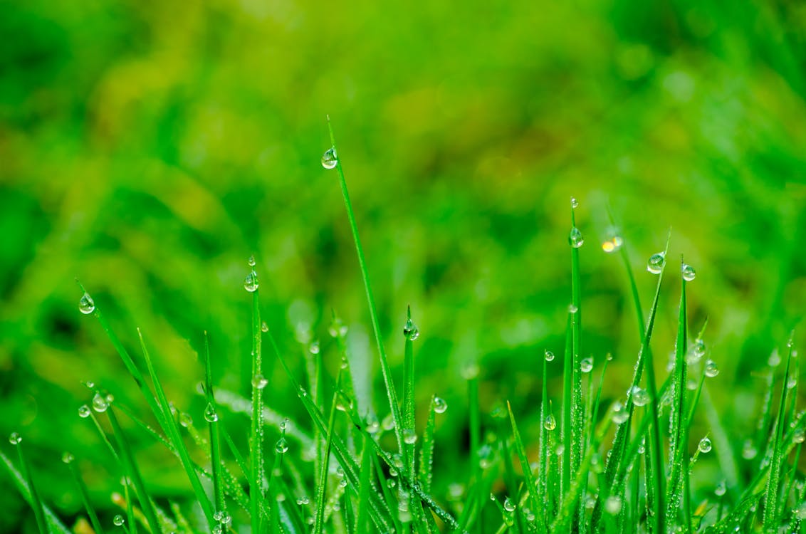 Fotografi Makro Lapangan Rumput Hijau