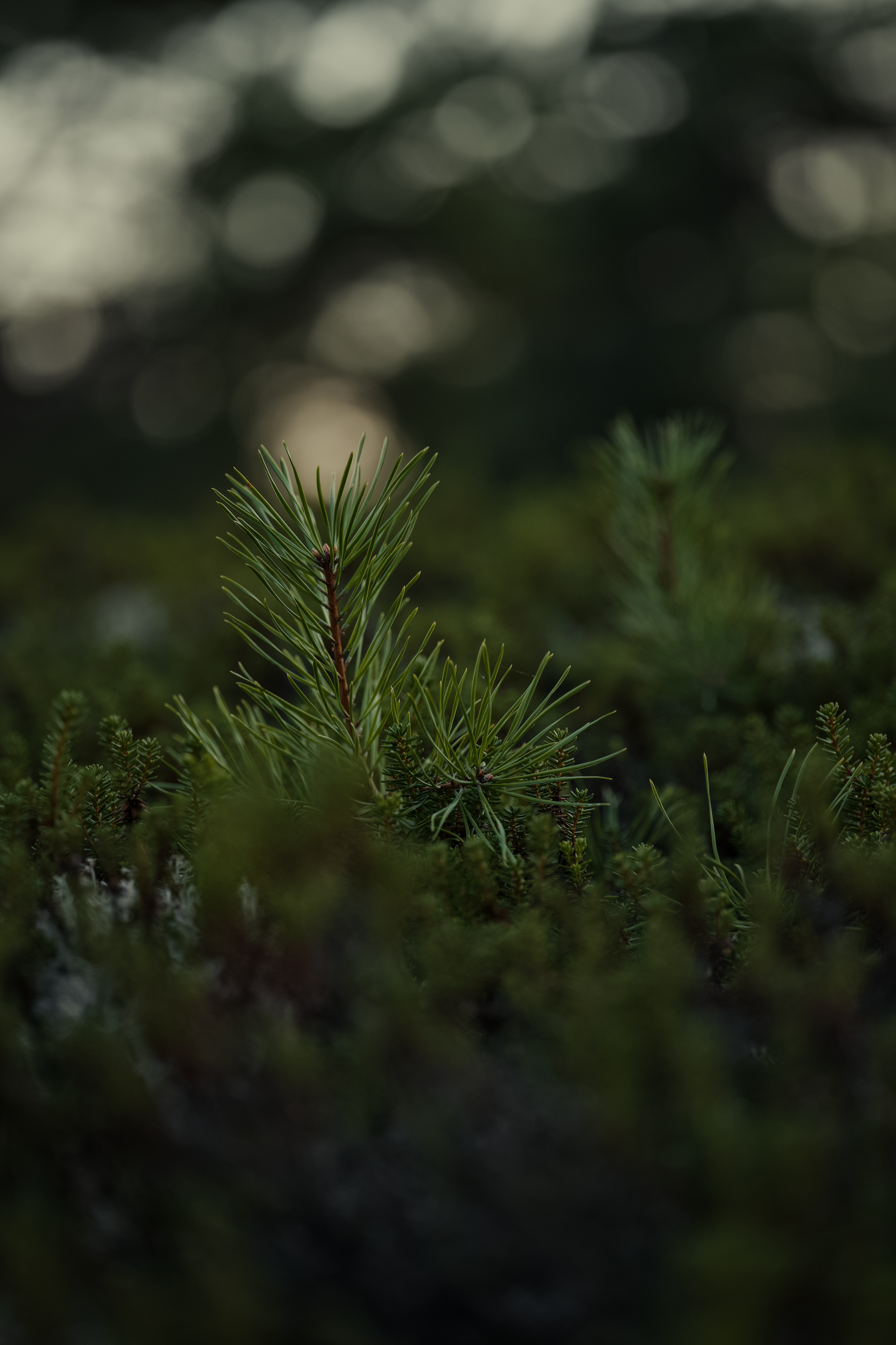 Close-Up of Young Pine Tree in Natural Setting · Free Stock Photo