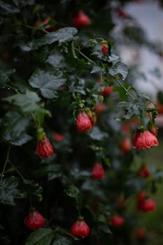 Raindrops on Abutilon flowers in lush Lenkeran garden, evoking natural beauty.