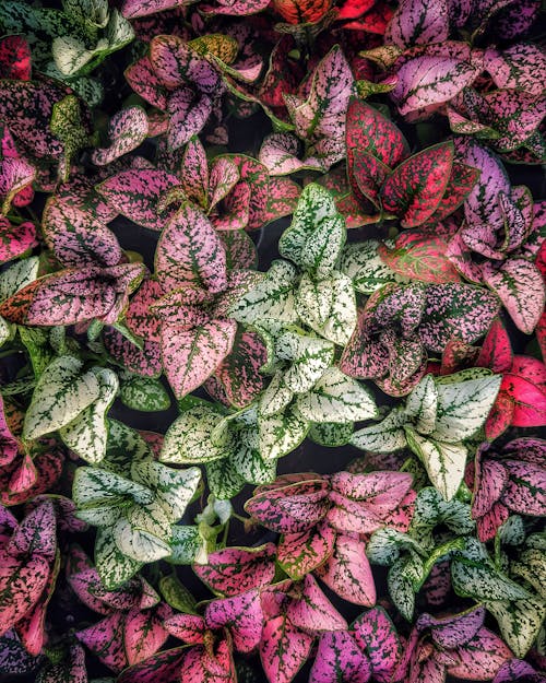 Free Green and Red Dumb Cane Plants Stock Photo