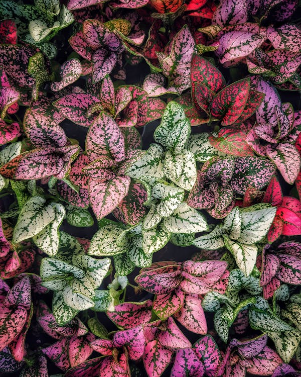 Green and Red Dumb Cane Plants