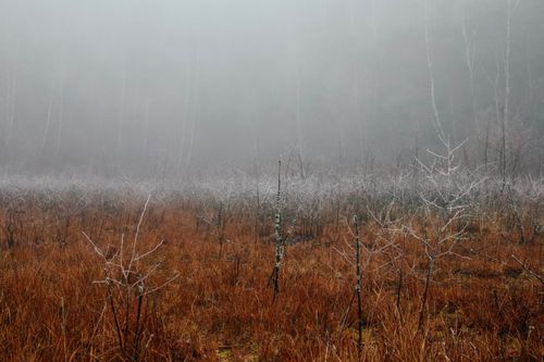 Free A tranquil winter landscape with frosted grass and bare trees in the mist. Stock Photo