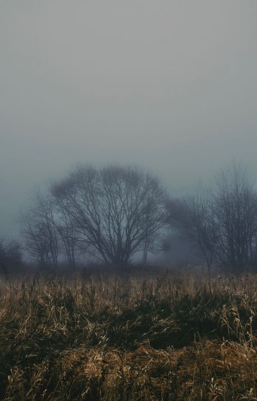 Free A serene misty landscape featuring bare trees shrouded in dense fog, creating a mysterious atmosphere. Stock Photo