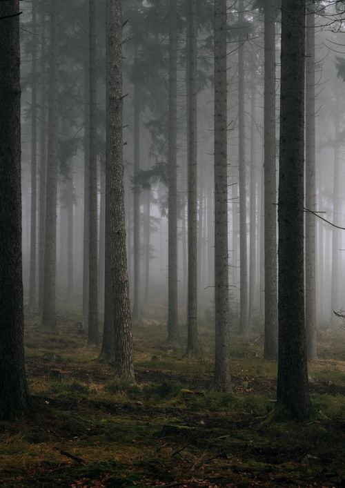 Free Serene foggy forest scene with towering pine trees, capturing the tranquil mood of early morning mist. Stock Photo