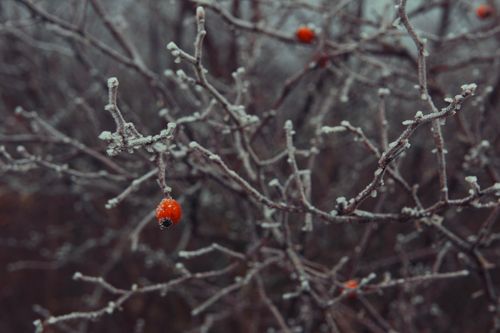 Free Close-up of frosted branches with red berries in a winter landscape, capturing the cold beauty of nature. Stock Photo