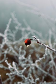 Close-up of a frosty branch with a single red berry, captured in a wintry landscape.