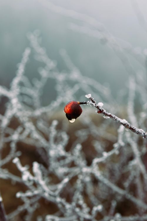Free Close-up of a frosty branch with a single red berry, captured in a wintry landscape. Stock Photo