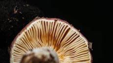 Close-up of Mushroom Gills in Dark Setting