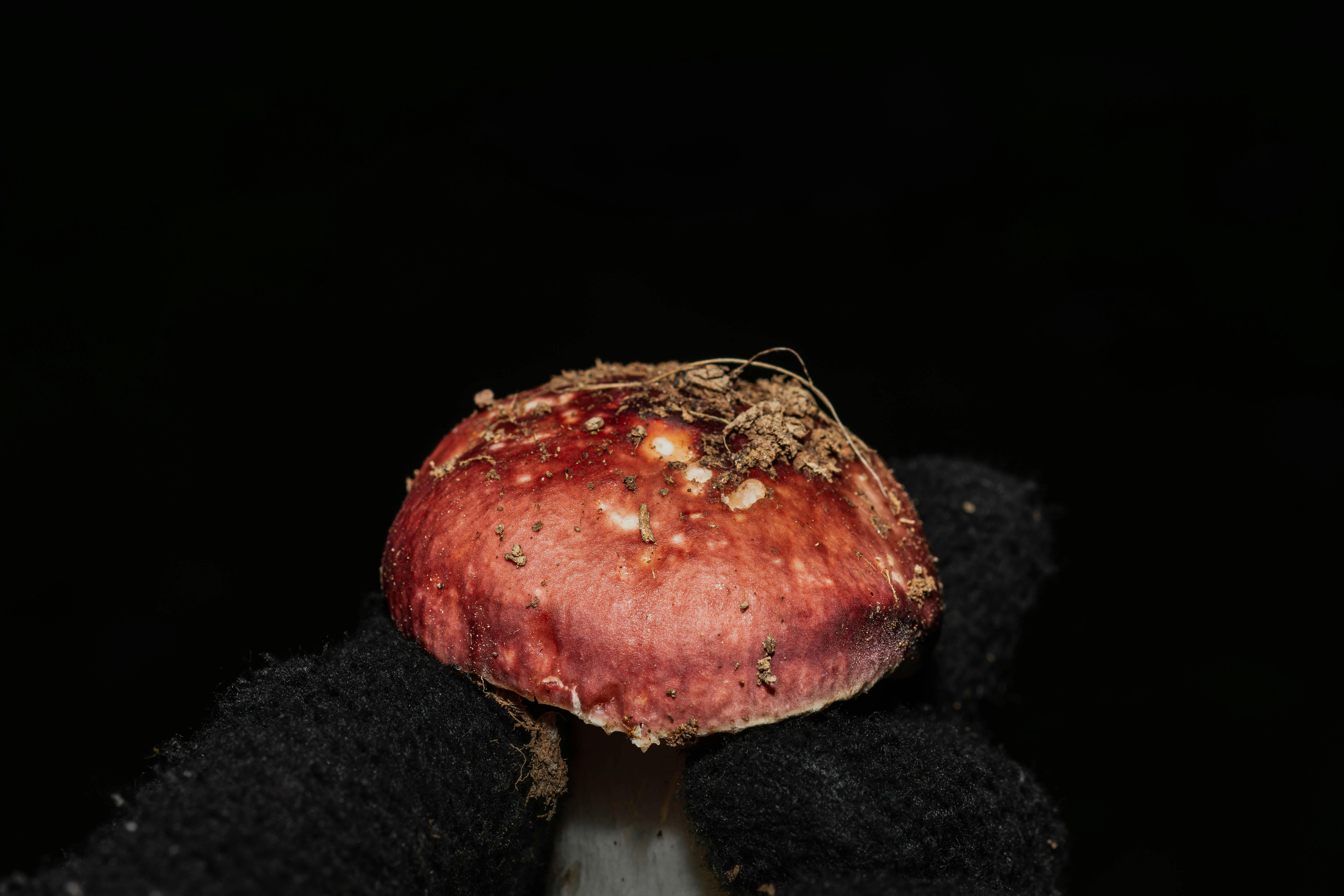 African Scientists Lead Global Fungal Conservation Push
