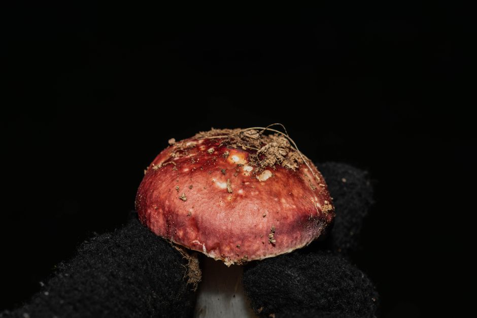 African Scientists Lead Global Fungal Conservation Push