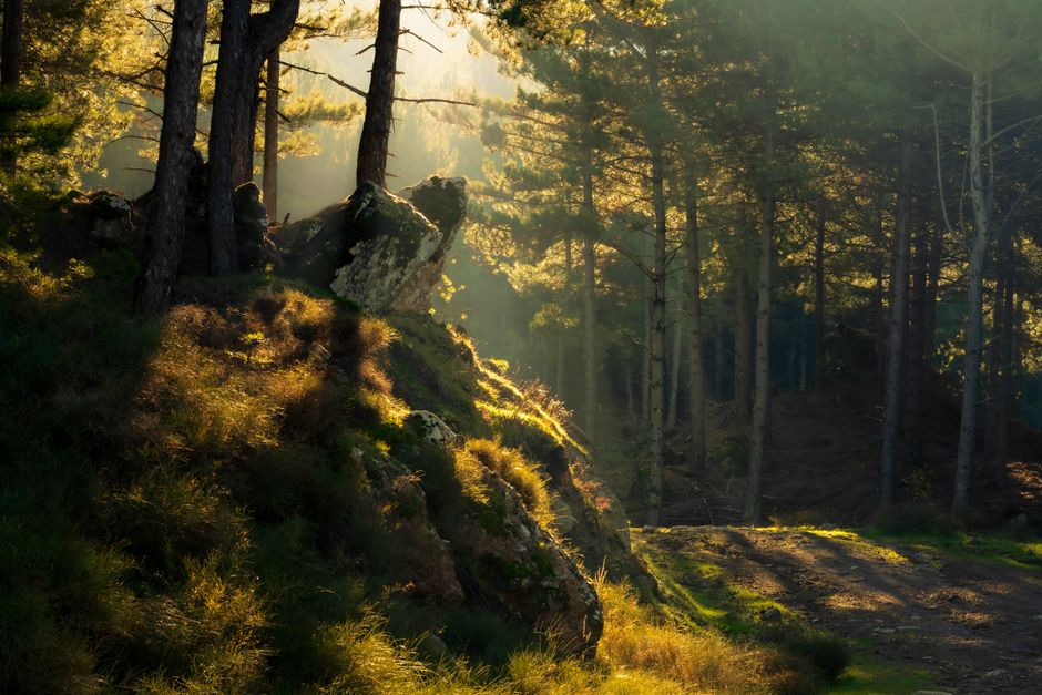 A tranquil forest pathway bathed in sunlight with lush vegetation and towering trees.