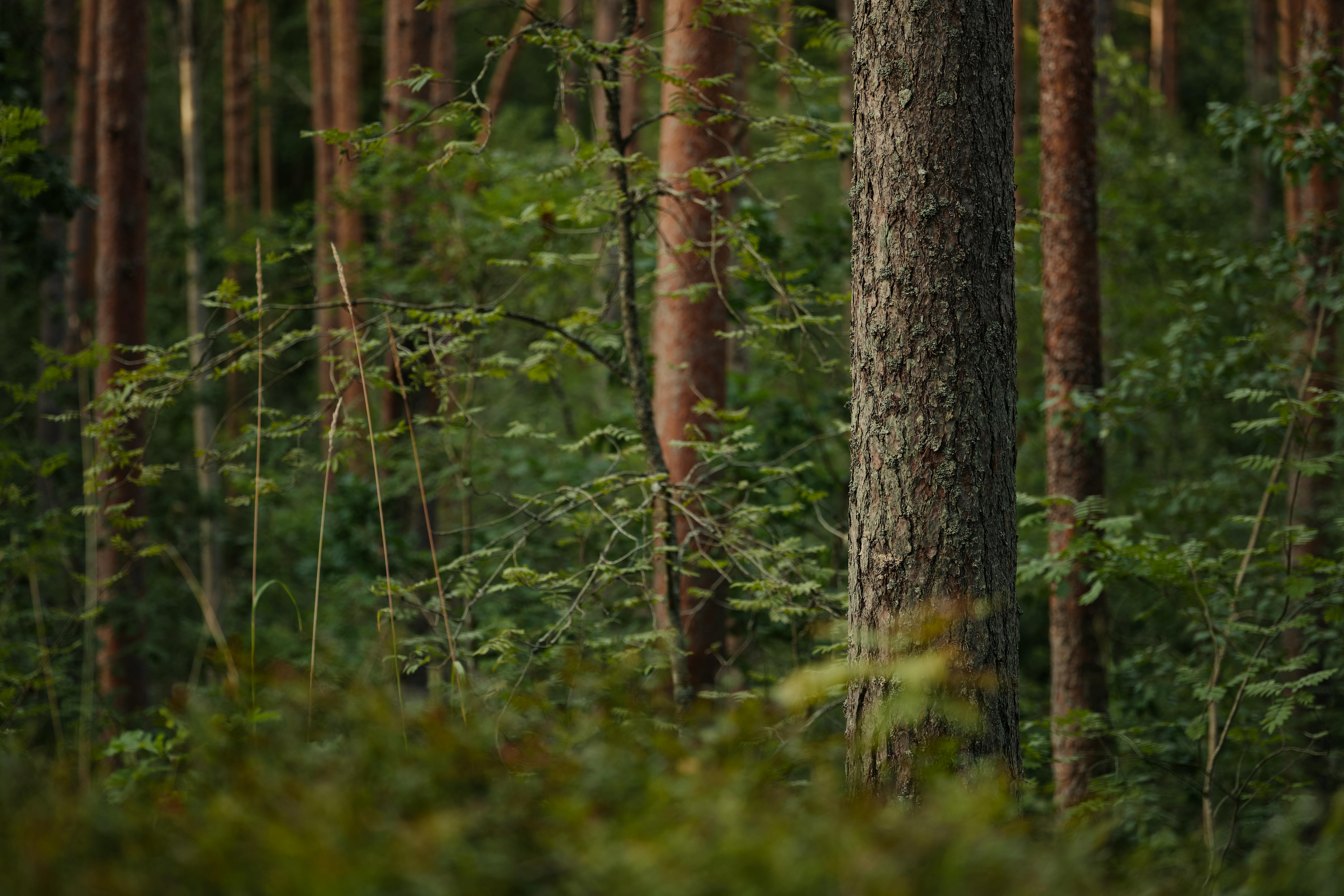 Uncover Unexpected Benefits of Forest Bathing
