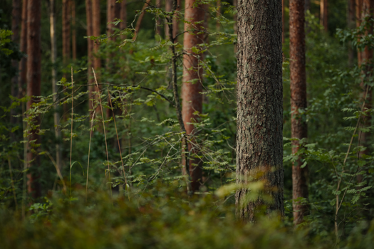 Natur
